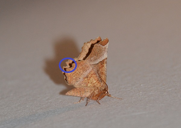 Selenia dentaria? No, Selenia lunularia